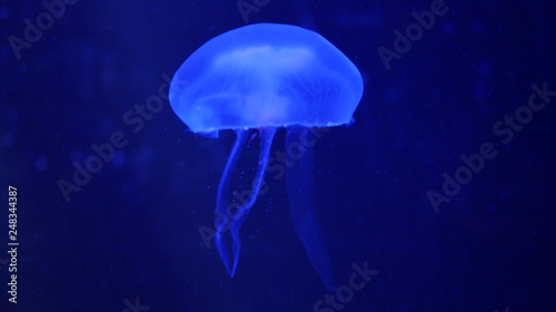 Jellyfish in aquarium.