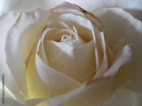 white rose closeup