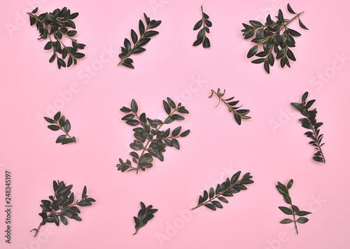 Plants on pink background.