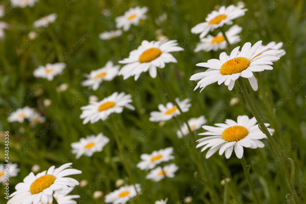 daisy grouping