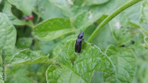 bug on a leaf