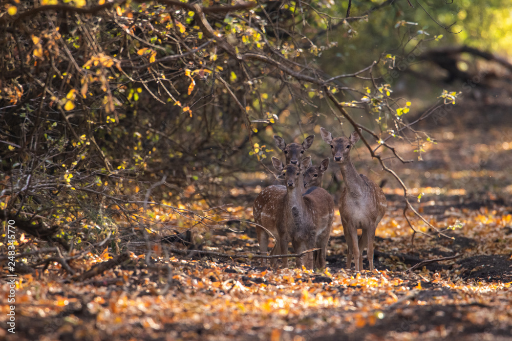 A family of four deer stands on an autumn forest road under a tree branch. They were grouped and look in the frame. A family of four deer stands on an autumn forest road under a tree branch. They were grouped and look in the frame.