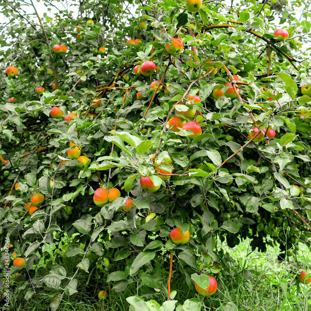 Apple tree in the garden with lots of apples on it