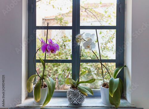 Bad looking orchides with yellow leaves needs care photo