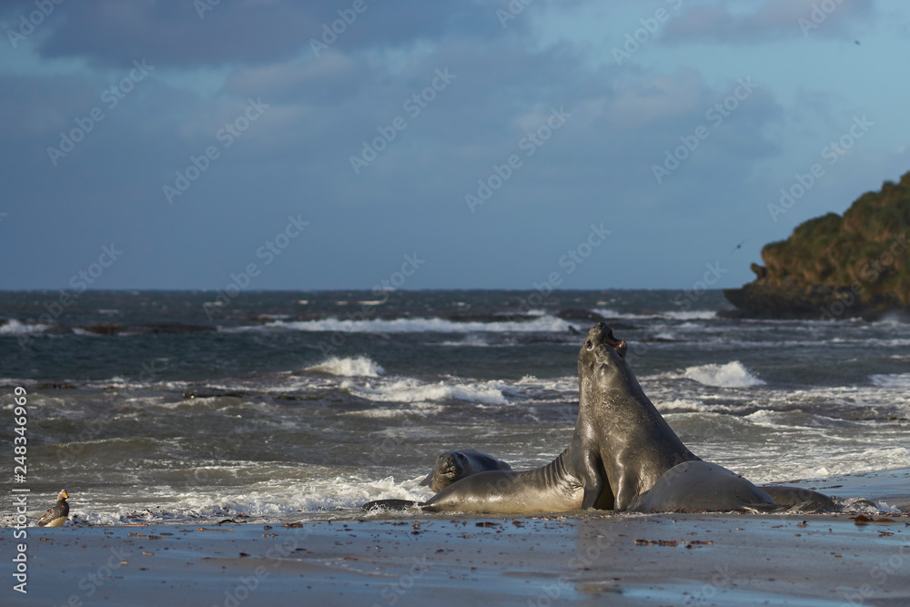 Southern Elephant Seals (Mirounga leonina) testing their strength against each other on a sandy beach on Sealion Island in the Falkland Islands. Southern Elephant Seals (Mirounga leonina) testing their strength against each other on a sandy beach on Sealion Island in the Falkland Islands.
