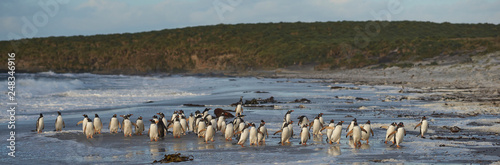 Large group of Gentoo Penguins (Pygoscelis papua) heading for a short early morning swim in the sea on Sealion Island in the Falkland Islands.