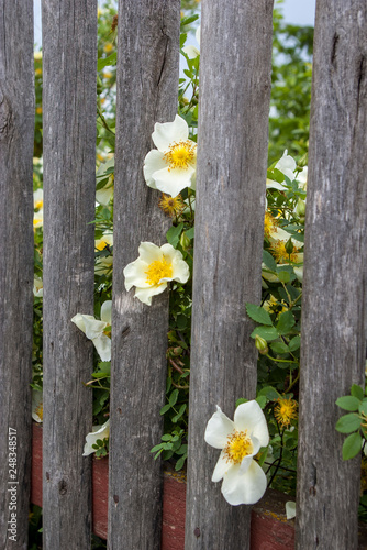 rosehip flowers against the backgraund of the fence