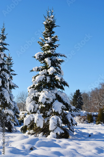 Wallpaper Mural Arboretum Torontodigital.ca
