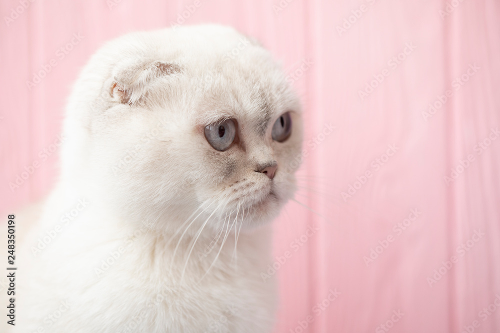 Portrait of white Scottish fold cat. Funny cat