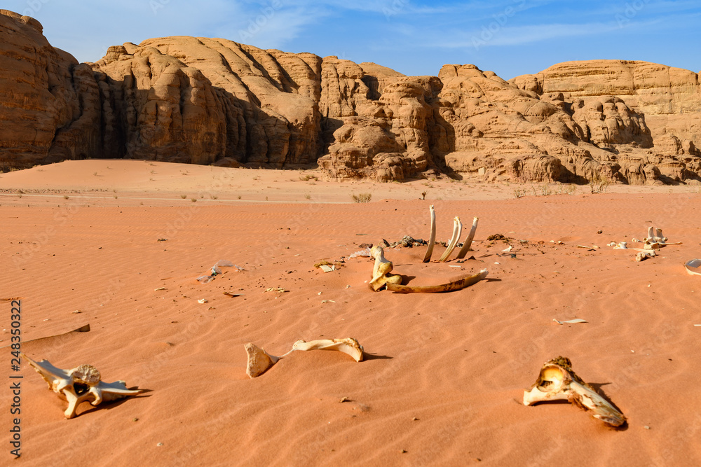 kości wielbłąda na pustyni. Wadi Rum, Jordania