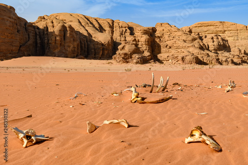 Obraz na płótnie kości wielbłąda na pustyni. Wadi Rum, Jordania w salonie
