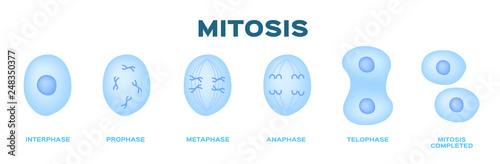 mitosis, the process of cell division and multiplication vector . blue color photo