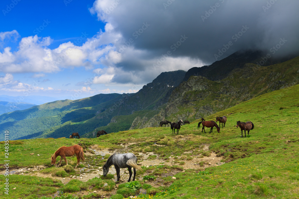 Fototapeta premium Horses in mountains with dramatic sky, Stara Planina, Central Balkan, Bulgaria