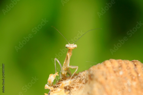 Mantis larvae on plant © zhang yongxin
