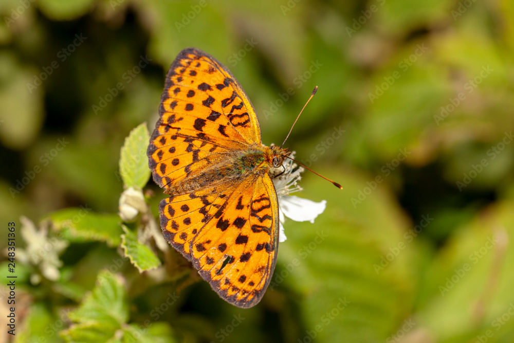 butterfly nature flower macro drop butterfly nature flower macro drop