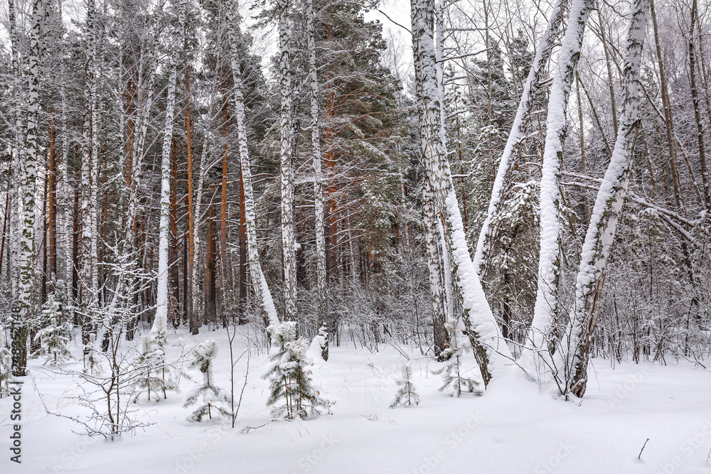 Winter forest. Novosibirsk region, Siberia, Russia Winter forest. Novosibirsk region, Siberia, Russia