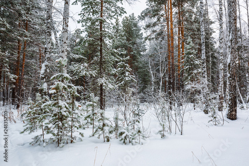 Winter forest. Novosibirsk region, Siberia, Russia