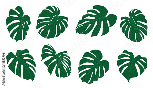 Set of tropical leaves. Vector illustration