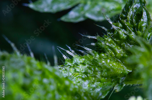 stinging nettle close up of leaves showing stinging needles