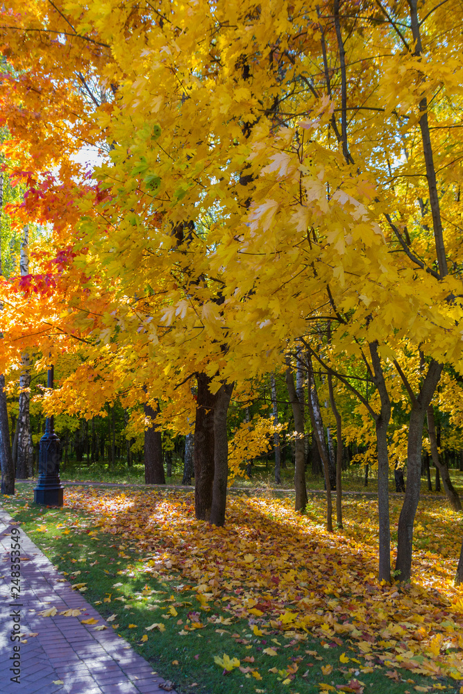 Autumn trees in Tsaritsyno park Autumn trees in Tsaritsyno park