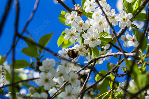 Bumble bee pollinating a flowering cherry tree © Alexey Kartsev