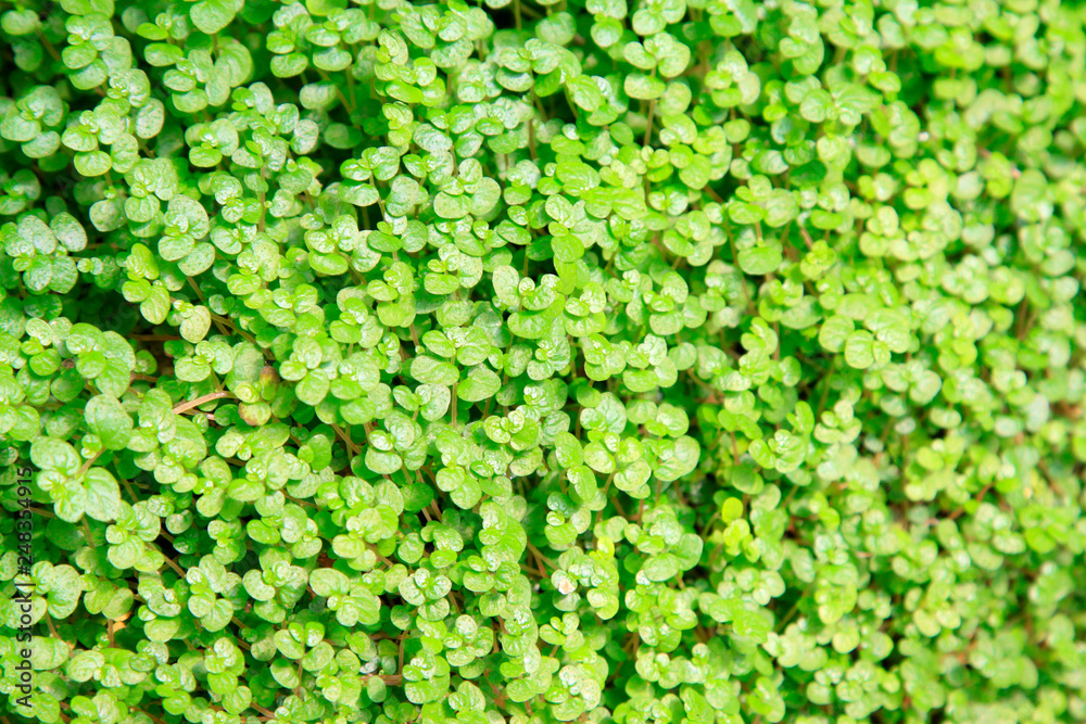 green plant leaves background