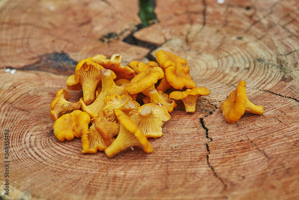 Forest wild chanterelles served on wooden plate in green grass Forest wild chanterelles served on wooden plate in green grass