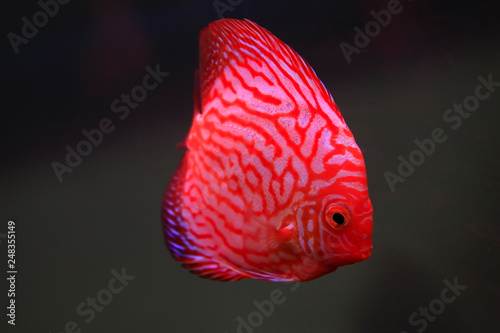 beautiful tropical fish - 7 color angelfish
