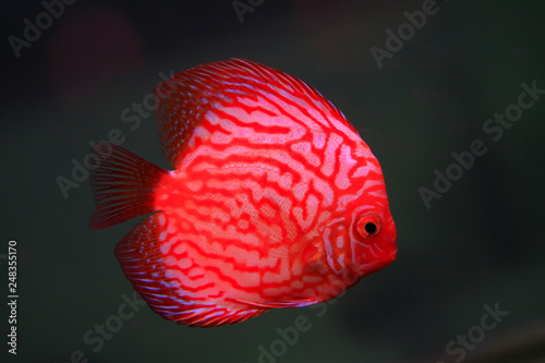 beautiful tropical fish - 7 color angelfish
