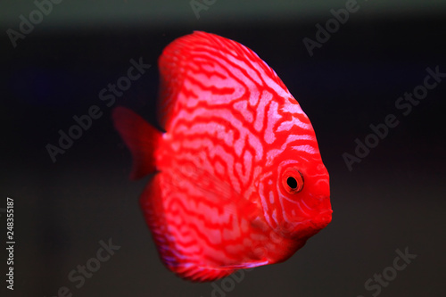 beautiful tropical fish - 7 color angelfish