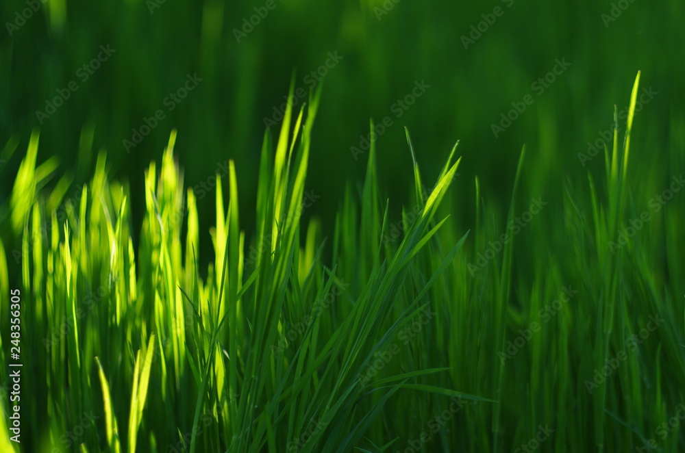green grass abstract background green grass abstract background