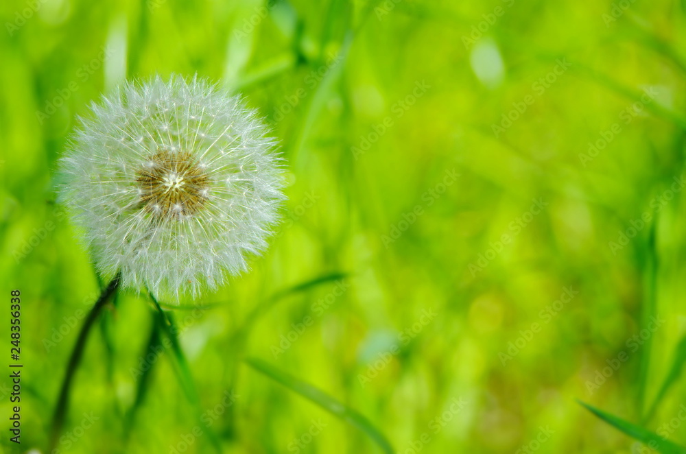 white fluffy dandelion on the background of variegated grasses