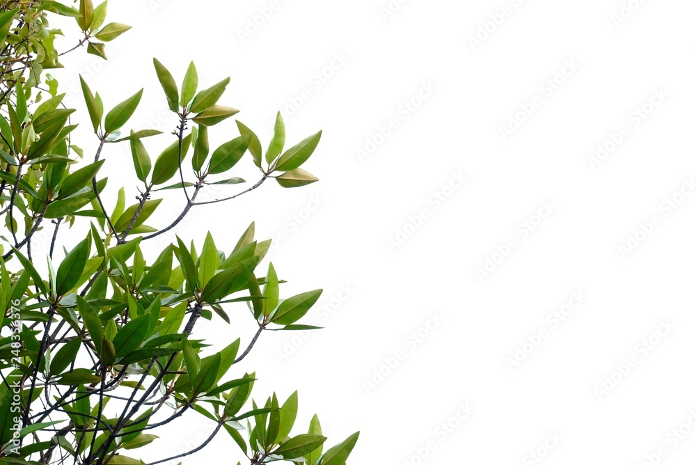 Tropical tree leaves with branches growing in botanical garden on white isolated background for green foliage backdrop Tropical tree leaves with branches growing in botanical garden on white isolated background for green foliage backdrop