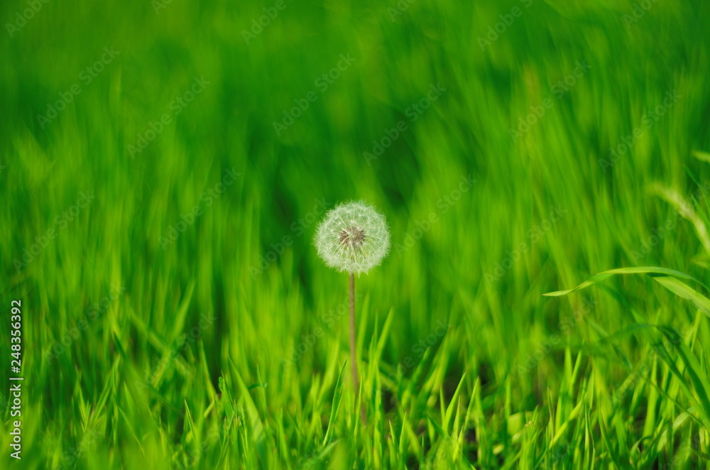 Fototapeta premium white fluffy dandelion on the background of variegated grasses