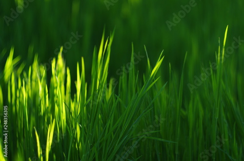 green grass abstract background