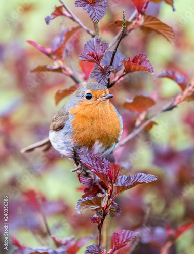 European robin perched in a tree with red leaves