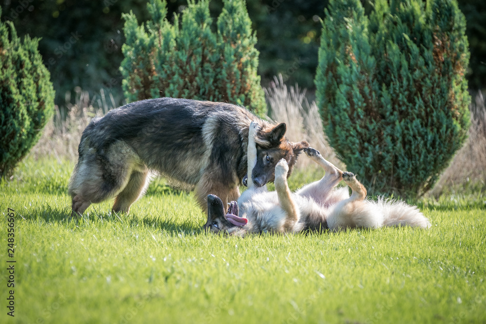 Two big dogs play fighting on grass in a garden