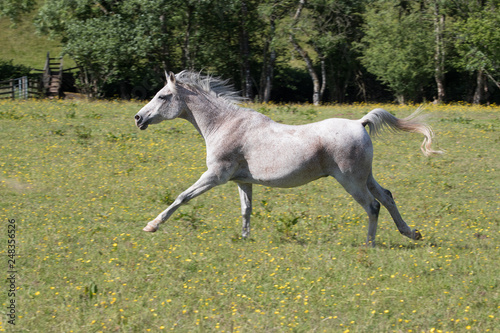 Happy grey horse running across an open meadow in the sunshine