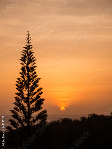 silhouette of a pine against a Caribbean sunset