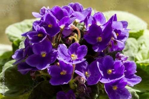 Violets