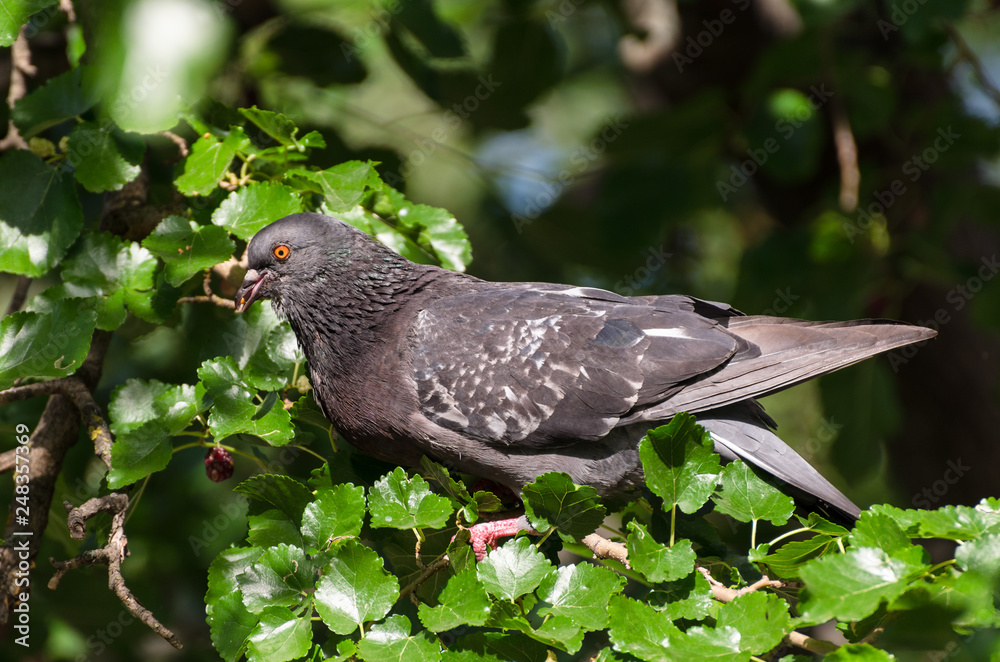 Fototapeta premium Dove pigeon bird