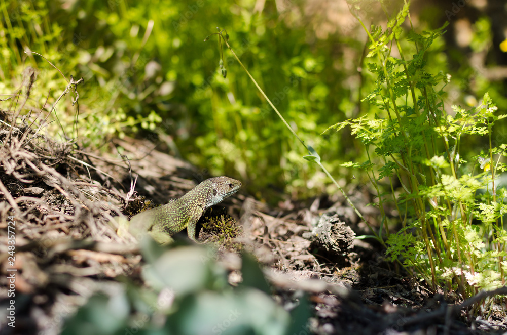 European Green Lizard (Lacerta viridis) European Green Lizard (Lacerta viridis)