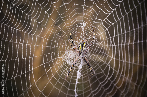 Wasp spider on the web with dew water drops