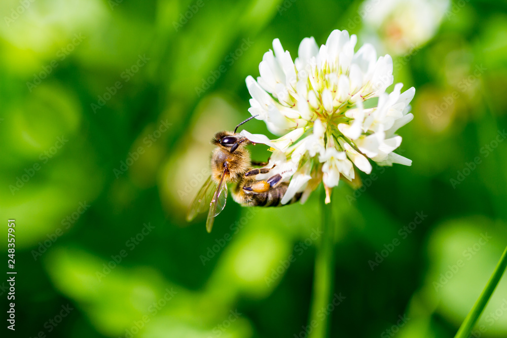 The bee pollinates the clover The bee pollinates the clover