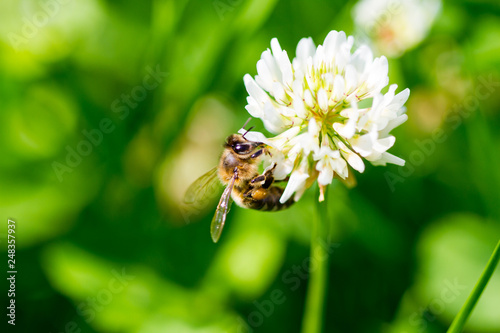 The bee pollinates the clover