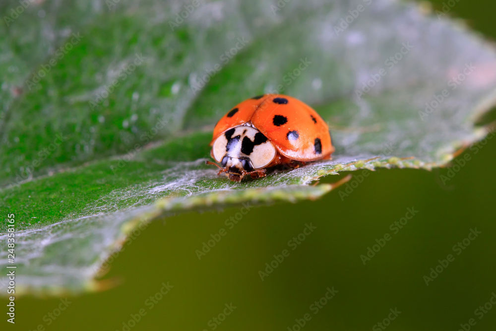 Harmonia axyridis on plant Harmonia axyridis on plant