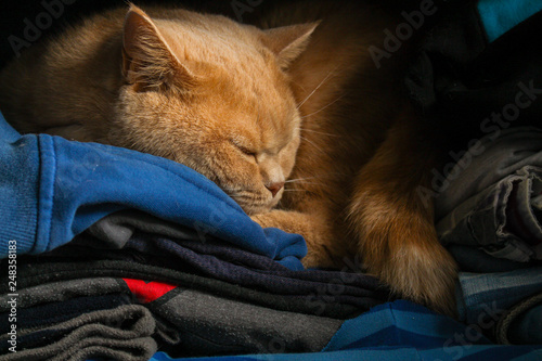cat lies in the closet on clothes (British breed) funny pet