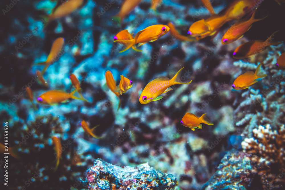 Underwater image of fish Underwater image of fish
