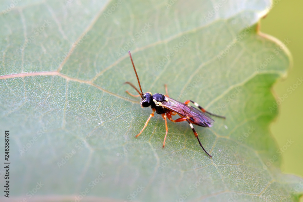 ichneumon on plant ichneumon on plant
