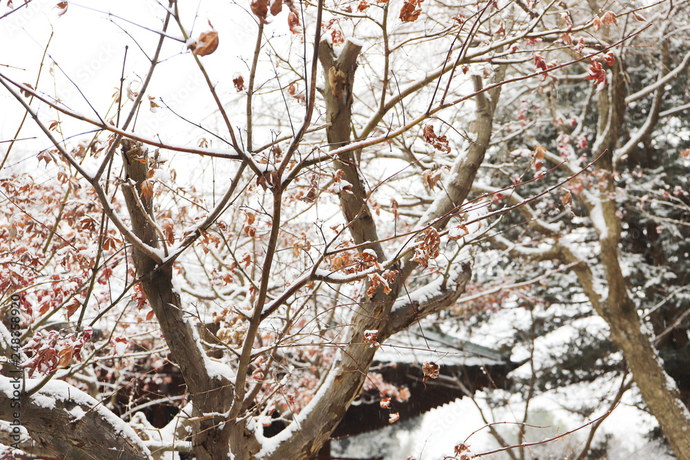 日本のお寺の境内の雪景色